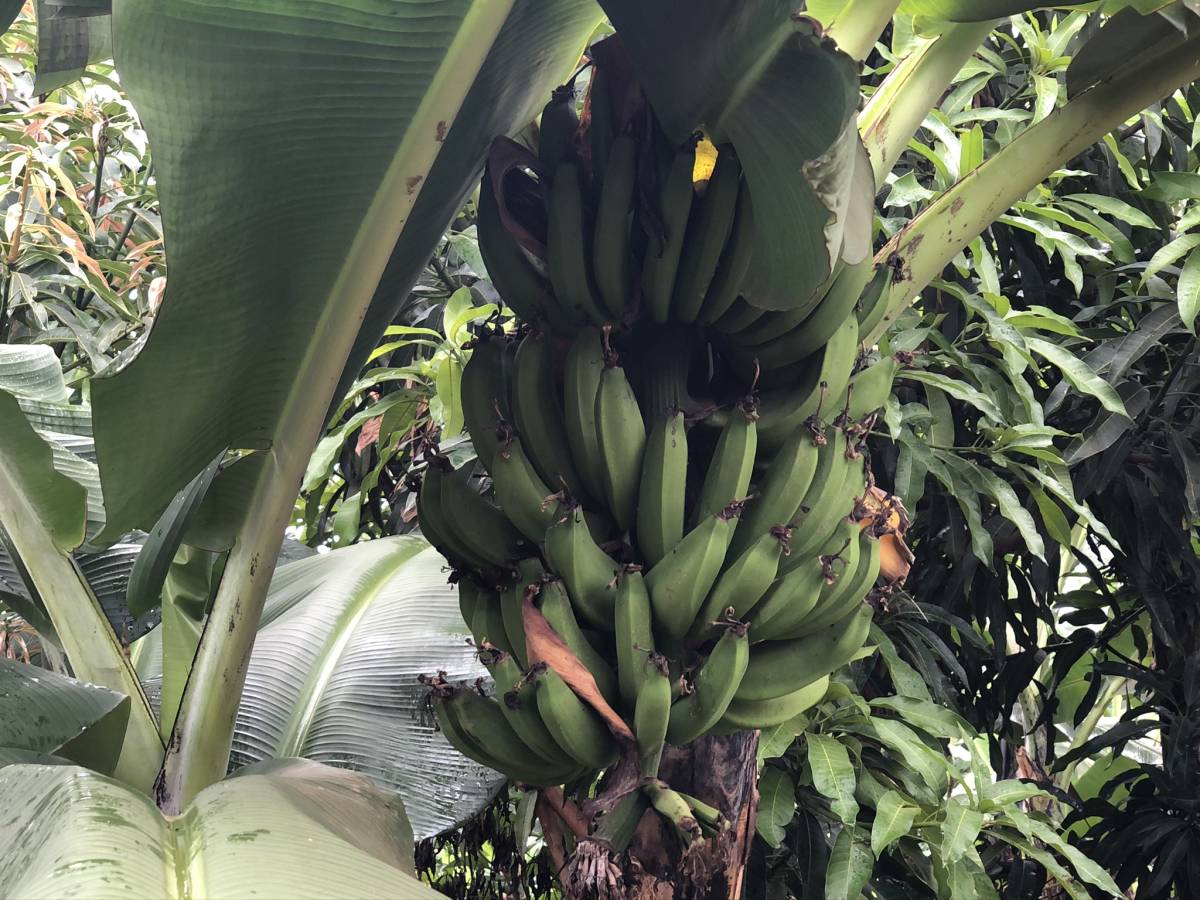 bananen-staude-kazo-uganda | TravelUganda.info