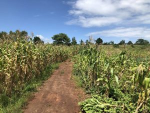 Maisfeld in Uganda
