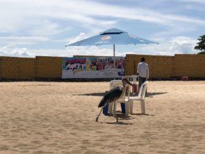 Marabu am Strand in Entebbe - Spennah Beach in Uganda
