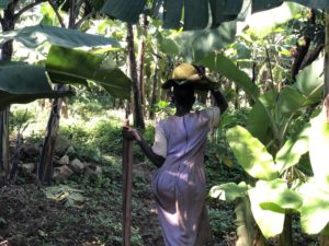Uganda Plantage Landwirtschaft