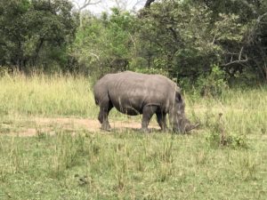 Rhino Tracking Ziwa Rhino Sanctuary Uganda