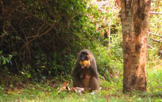 Affe im Murchison Falls National Park Uganda
