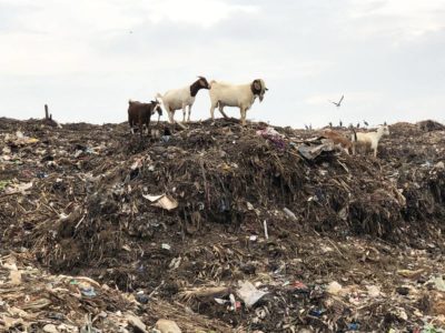 Goats Kiteezi Landfill Kampala